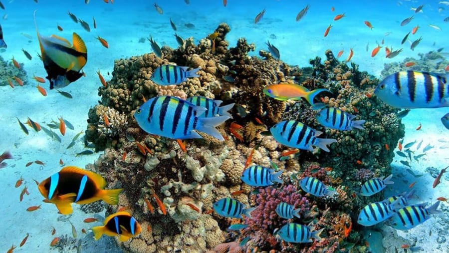 Hikkaduwa Beach & Coral Gardens