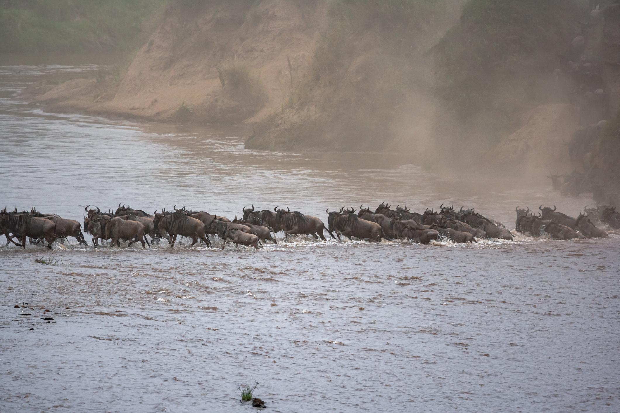 Masai Mara – Living Ecosystem