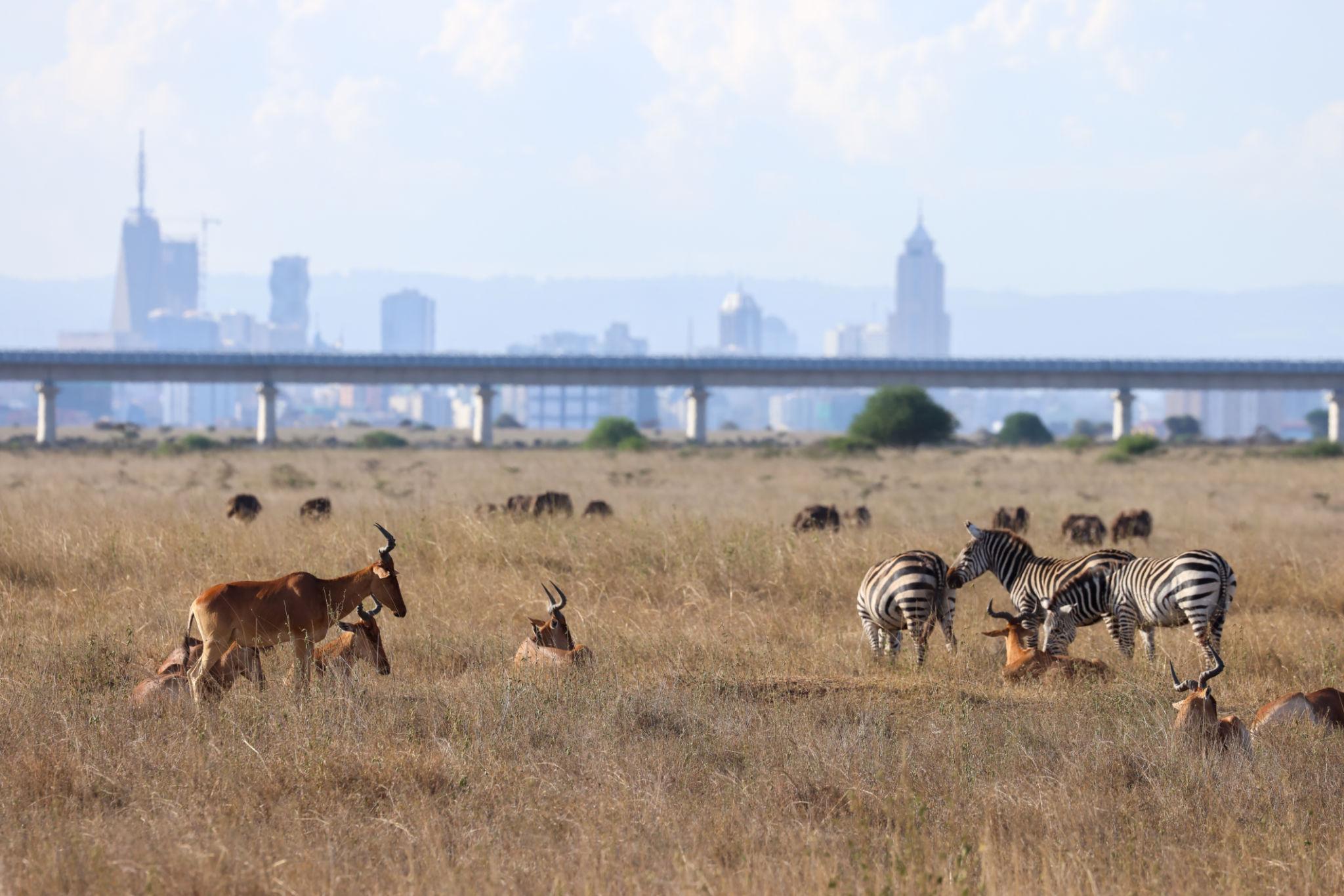 Nairobi National Park – Conservation Contrast