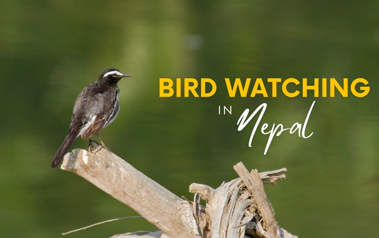 Top 5 Popular Destinations for Bird Watching in Nepal