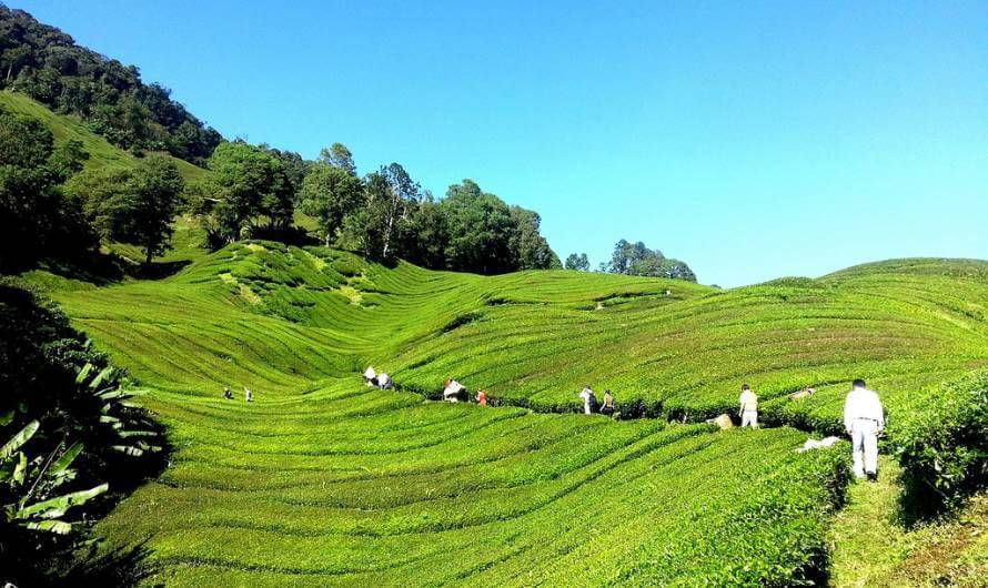 Tea in Ilam