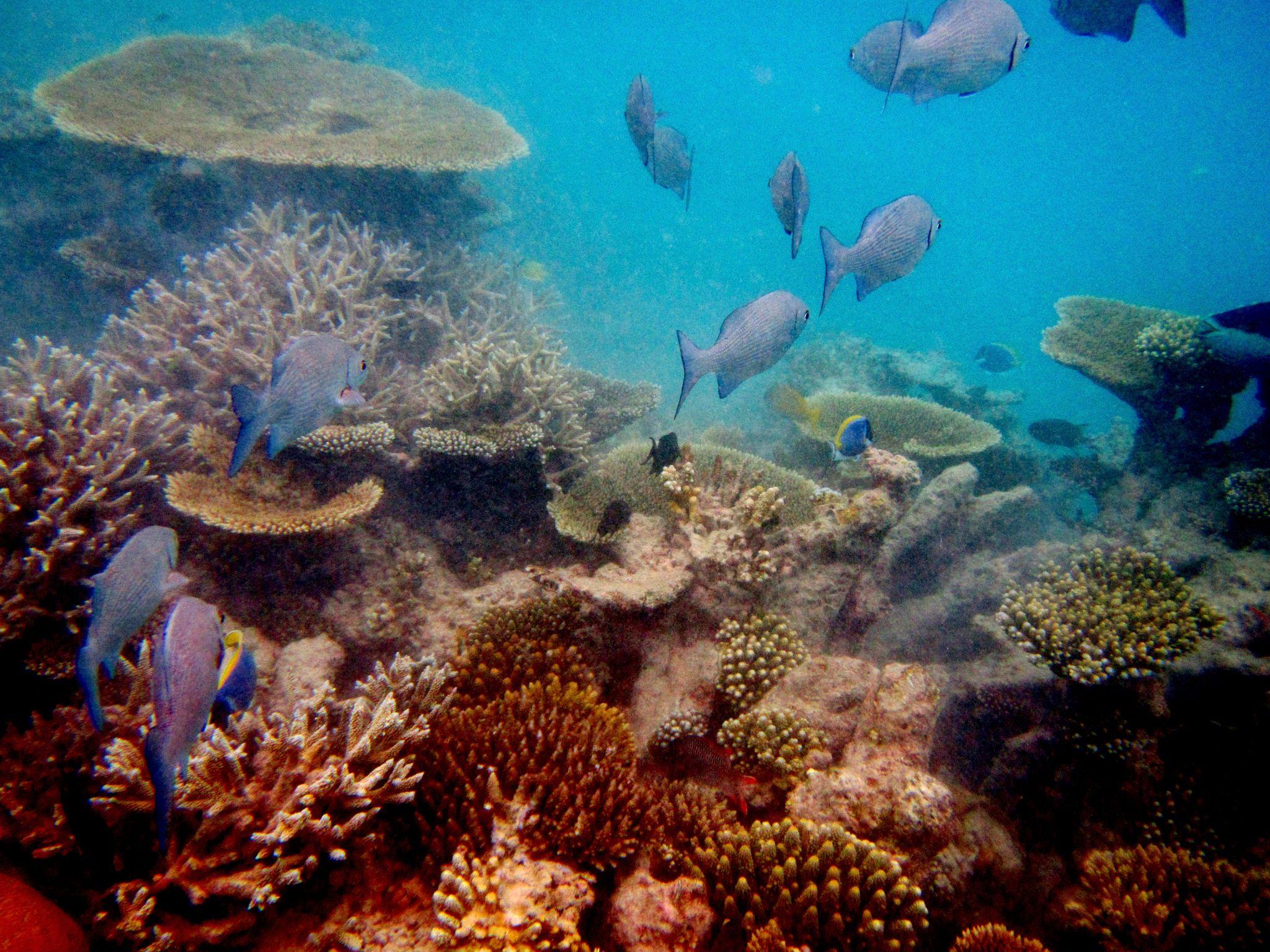 Reef Systems – Living Landscape